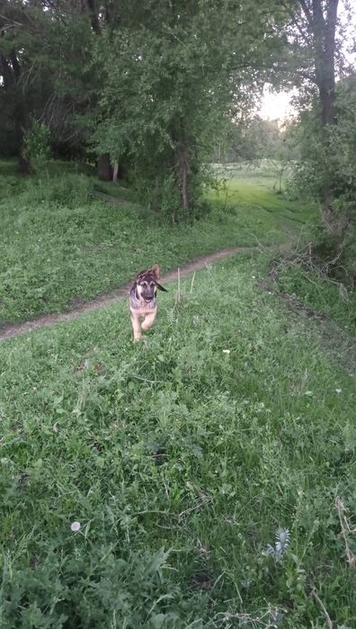 Продам европейский овчарка