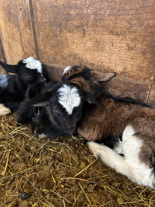 Iezi sugari de vânzare – sănătoși și viguroși