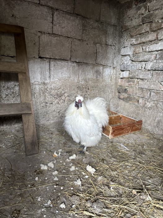 Pereche Matase japoneza