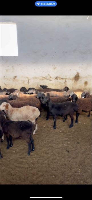 Қўй қўзилар сотилади