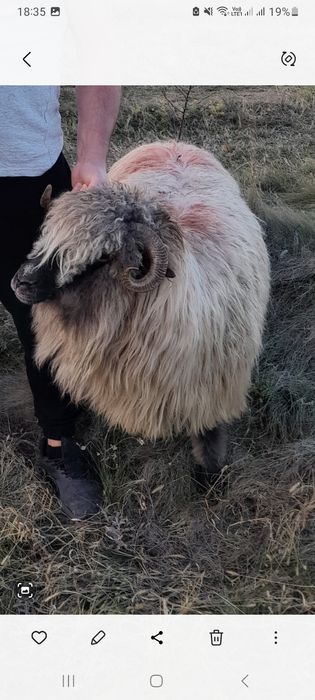 Vand 2 oi bucalai 1 200 lei  bucata