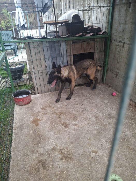 Ciobănesc Belgian Malinois. Femelă