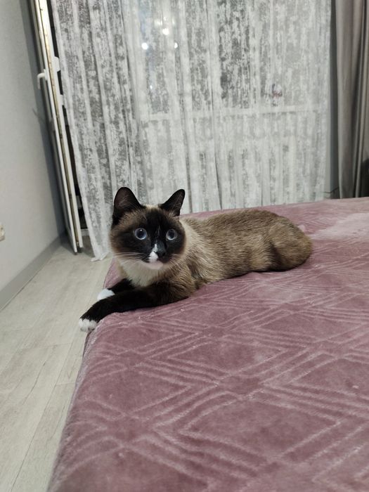 Отдам кошку в добрые руки
