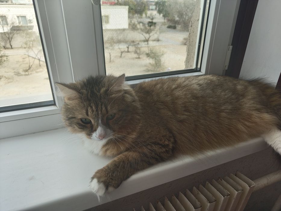 Отдам Кота в добрые руки