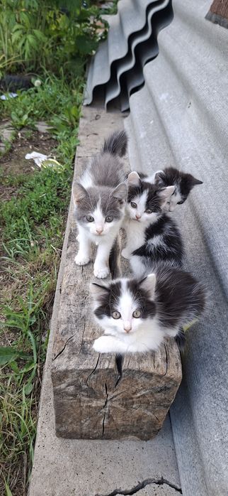 Отдам котят в добрые руки
