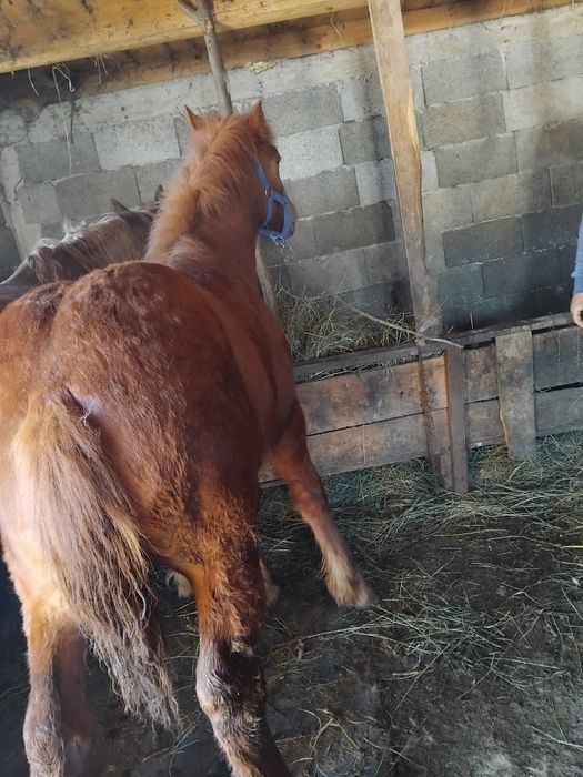 Vând mânz 7-8 luni