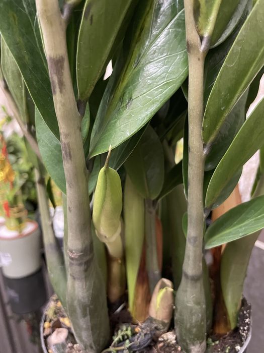 Долларовое дерево Замиакулькас