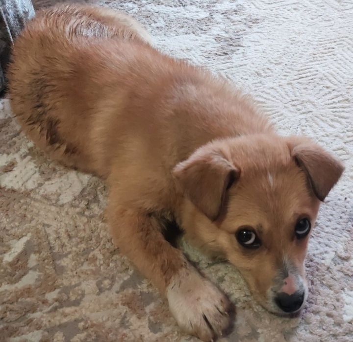 Щенок мальчик в добрые ручки