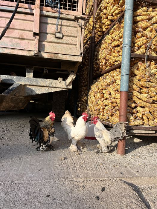 Vand cososii mii de flori