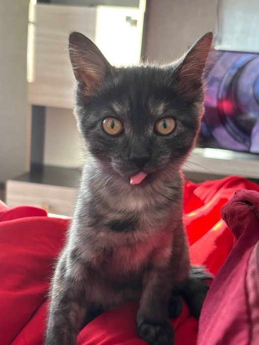 Отдам кошечку в хорошие руки