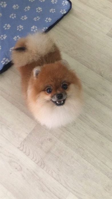 Немецкий мини шпиц