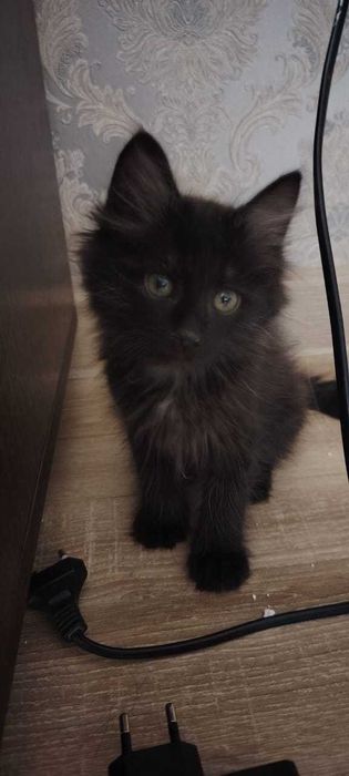 Котёнок мальчик, 3 месяца