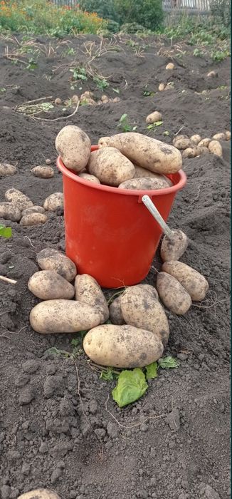 Продам картофель