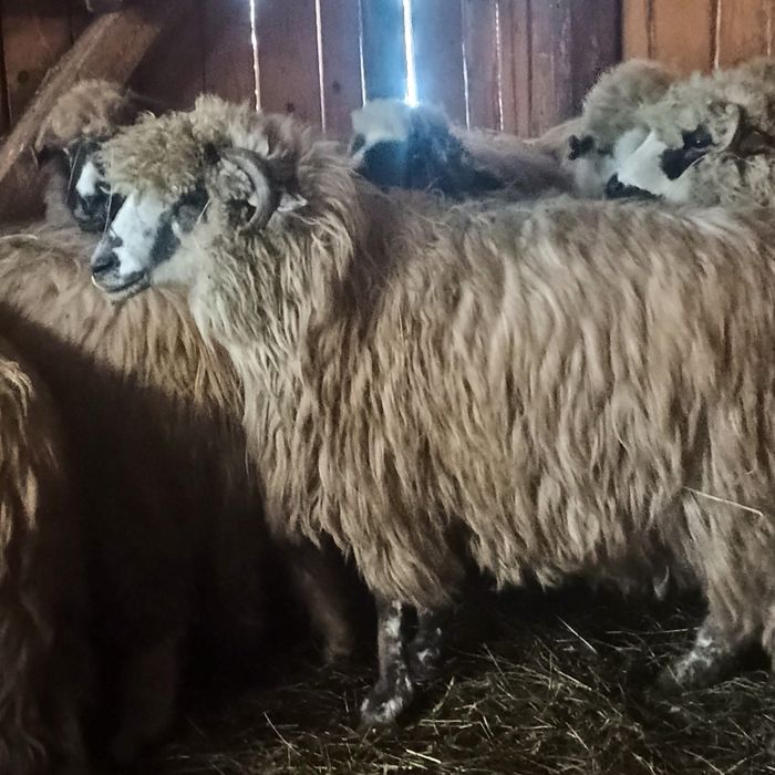 3 oi disponibile 2 de 3 miei și 1 de 5