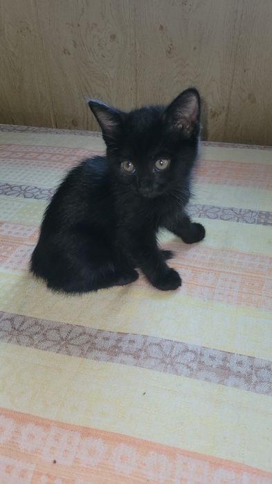 Котята в добрые ответственные руки
