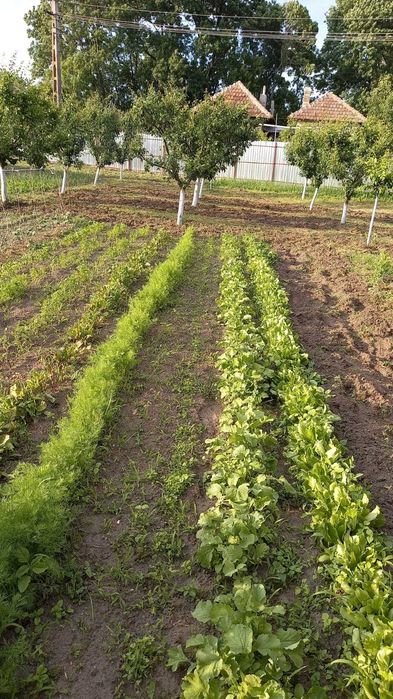 Gospodărie + teren agricol, Jiana Mare, jud. Mehedinți