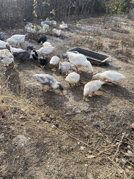 Уточки и селезни молодые