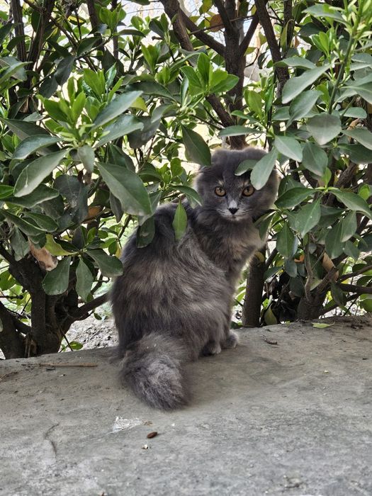 Мушуг сотилади. Зотдор ургочи