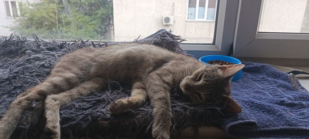 Кошечка в добрые руки