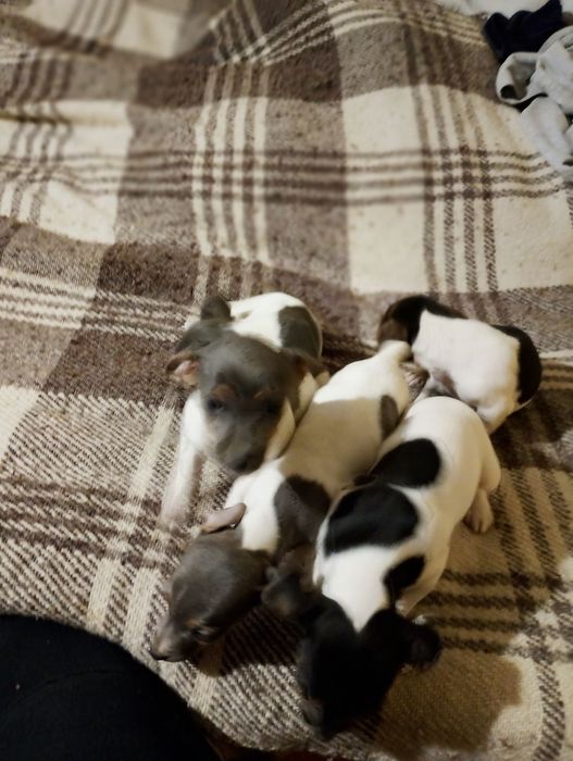 Джак ръсел териер