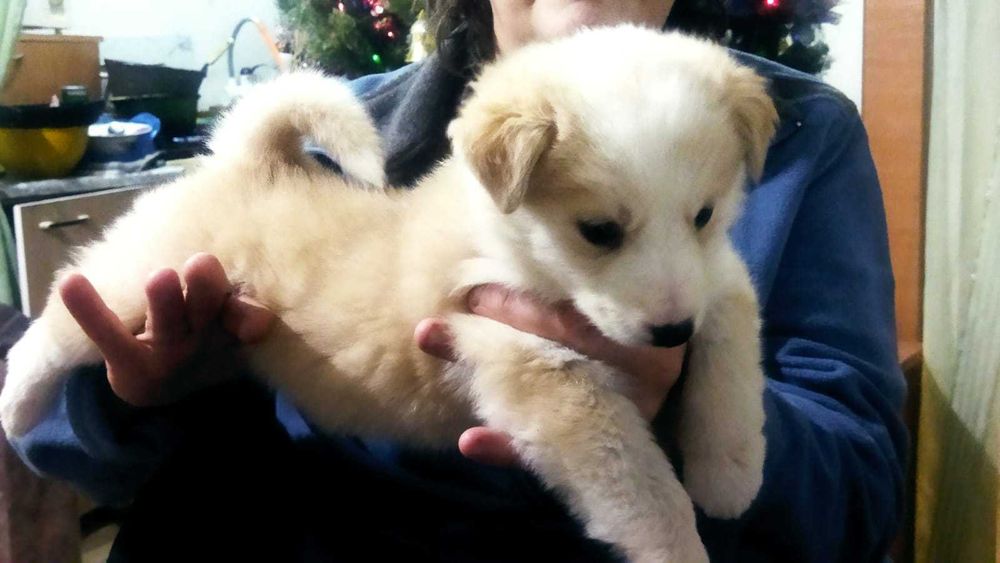 Продаются щенки 2 мес