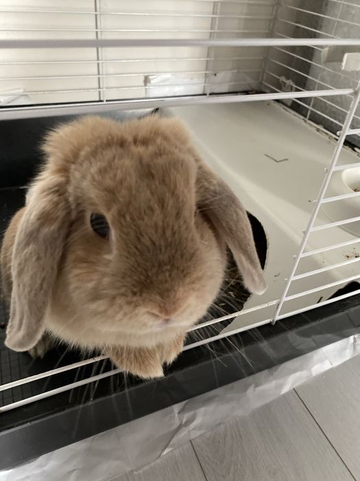 Кролик карликовый