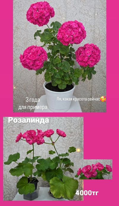 Тюльпановидные, розовидные и др. герани