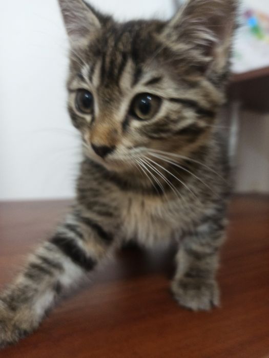 Отдам котят в хорошие руки,