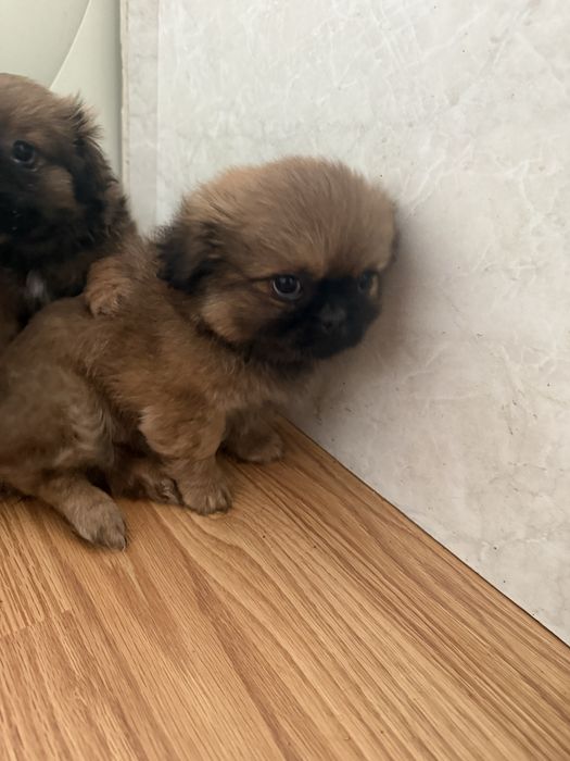 Чистокръвни пекинези