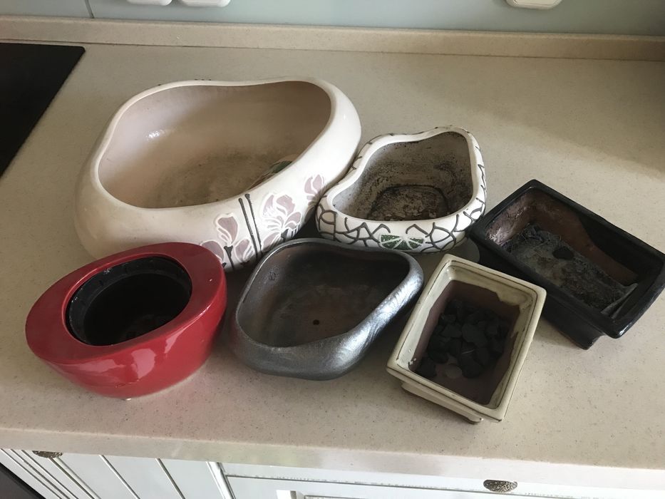 Бонсайницы