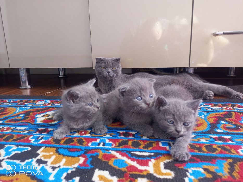Продаются кошка и котята