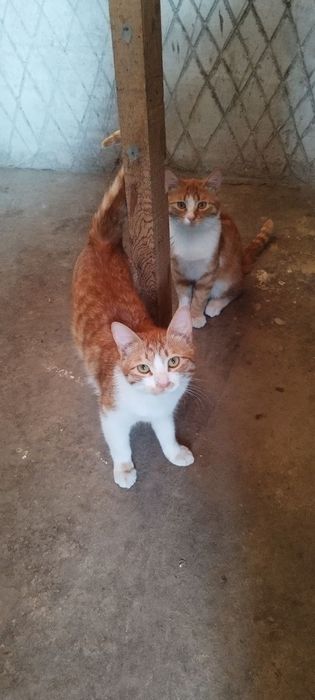 Отдам в хорошие руки