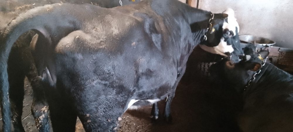 Телки полтора годовалые упитанные