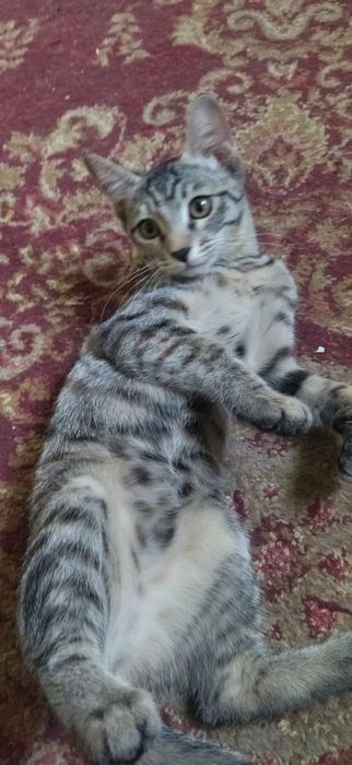 котята бесплатно в хорошие руки