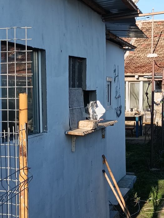 Porumbei voiajori albi