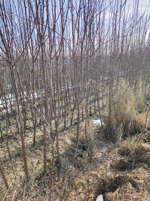 Саженцы от питомника