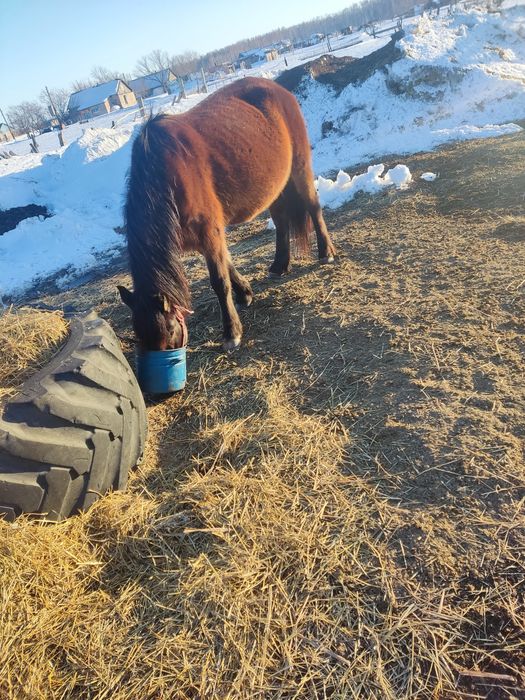 Кобыла беремен 5лет