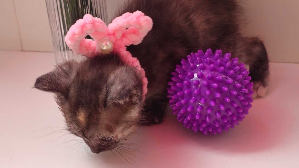 Отдам котят в добрые руки