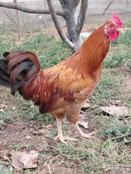 Xoʻroz lar sotiladi