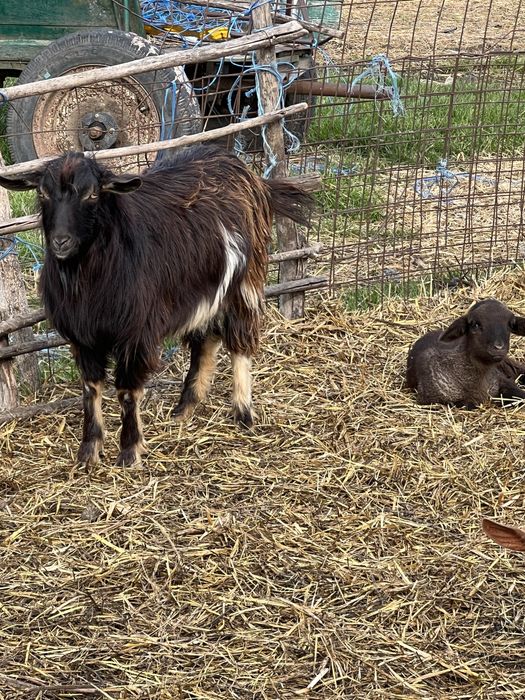 Iezi si miei pentru sarbatorile Pascale