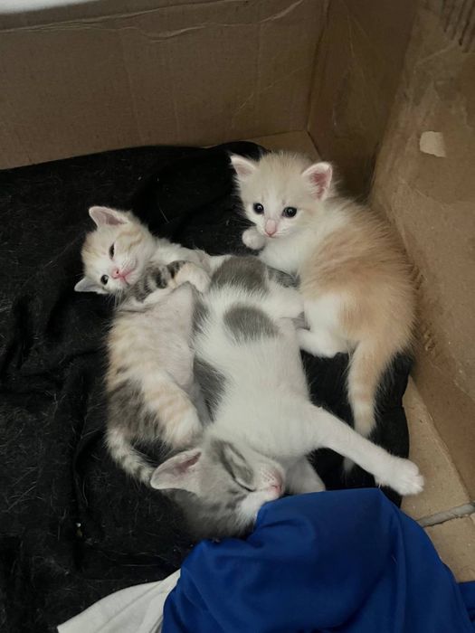 Отдам котят в добрые руки