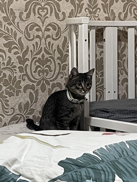 Пропал любимый кот