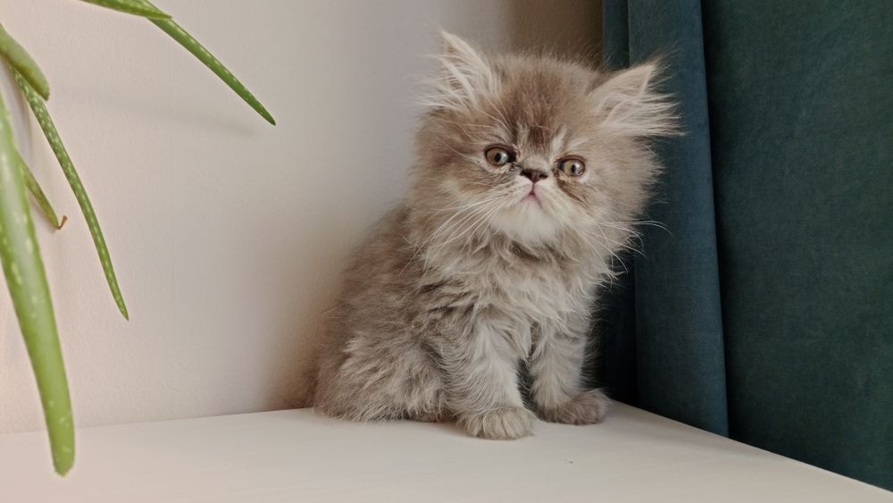 Персидский котёнок мальчик серый