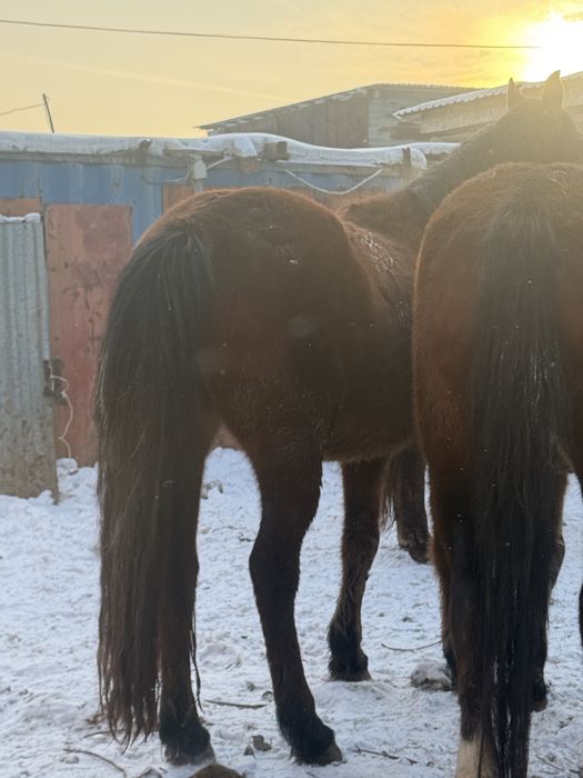 Жылқы лощадь бие байтал айғыр ат тай