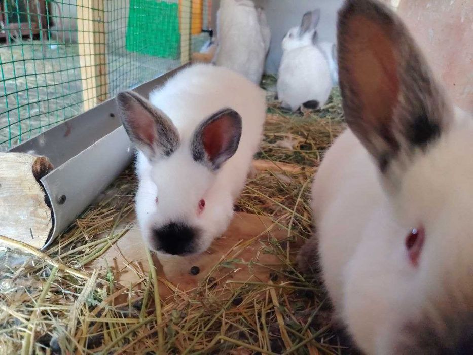 Kaliforniya quyon bolalari sotiladi 2 oylik