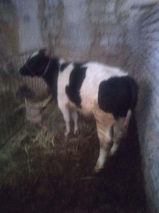 Бука сотилади соглом