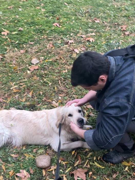 Выгул собак с любовью