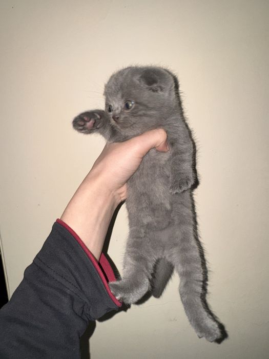 Бритиш фолд котята