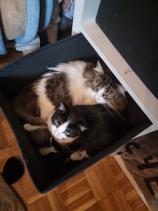 Pet sitter | cazare catelusi si pisicute