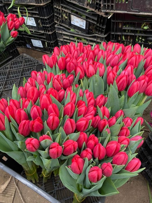 Тюльпаны Алматы 800тг/шт